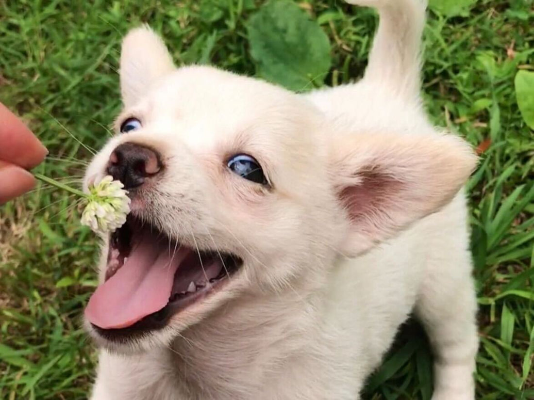 10 Pups Who Are Just as Excited for Spring as You Are