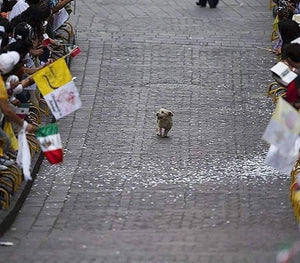 The Dog Who Thought the Parade Was for Him (because it was)