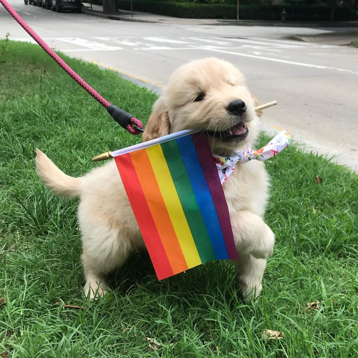 Pride Puppy Tee - White